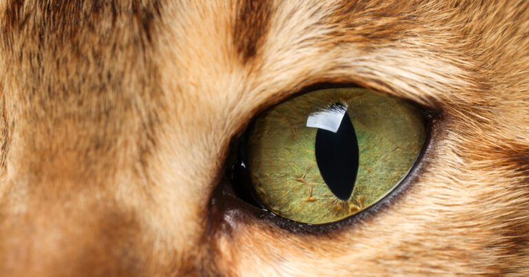Disparu depuis 15 ans un chat retrouve enfin son foyer et meurt aussitôt