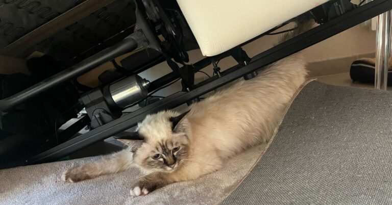 Il se fait avaler par un canapé : l’incroyable sauvetage d’un chat dans le Gard