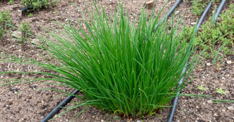 Ciboulette : Comment la faire pousser facilement dans votre jardin ?