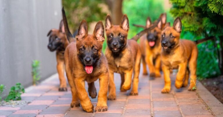 VIDÉO. Six chiots abandonnés dans la nuit : "la cruauté humaine continue de nous laisser sans voix"