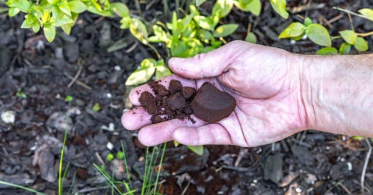 7 plantes qui ne supportent pas le marc de café