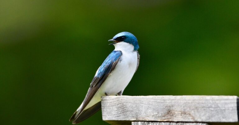 Comment attirer les hirondelles dans son jardin ?