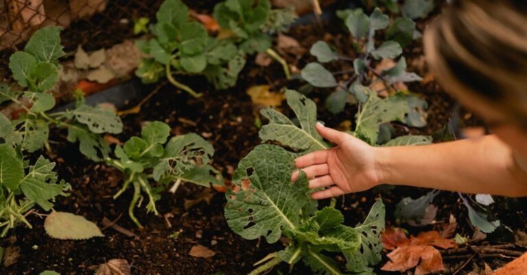 Verser du poivre dans son potager : l'astuce qui change tout