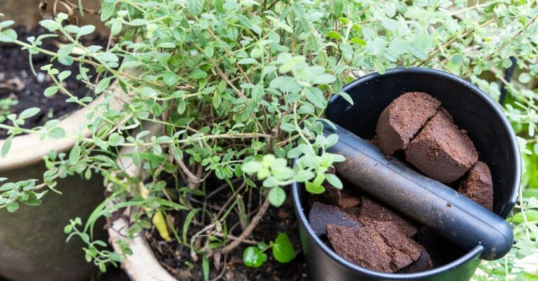 Ces plantes aiment qu'on leur donne du marc de café