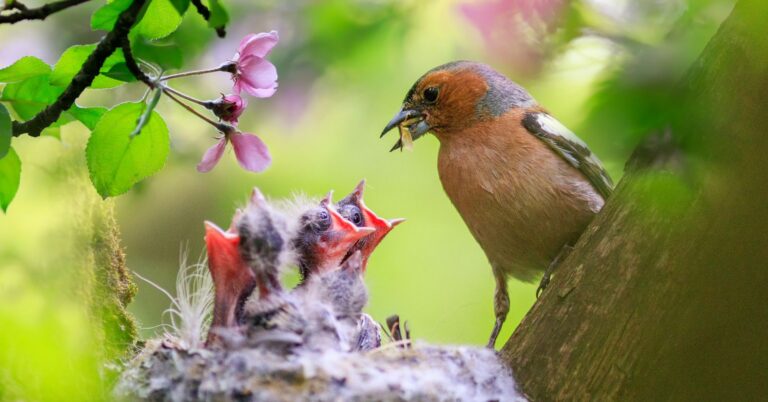 Dans son jardin, comment protéger les nids d’oiseaux des attaques de prédateurs ?