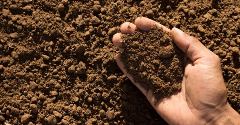 Savoir si la terre de votre jardin est acide ou calcaire, c'est essentiel (et facile)