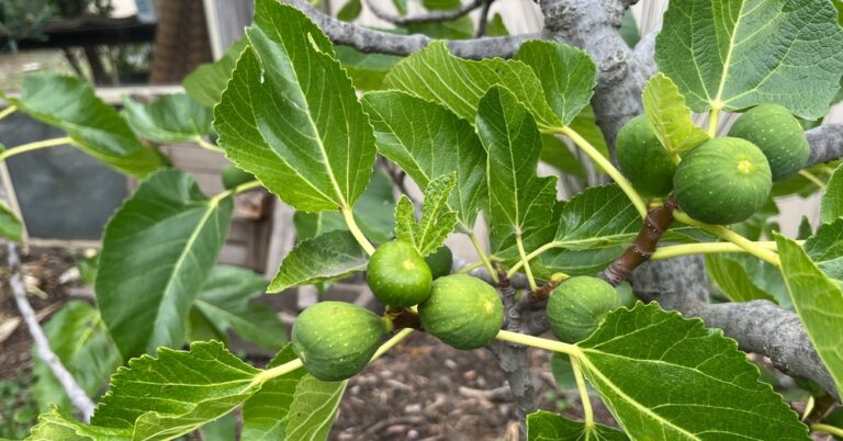 Pour faire pousser un figuier dans son jardin, voici la méthode à suivre