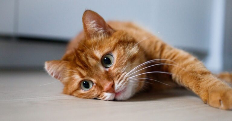 Quels sont les objets du quotidien les plus dangereux pour les chats ?